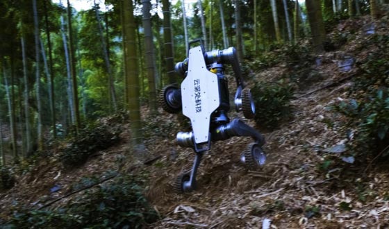 J9直营山猫
